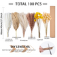 Set of dried grasses with packaging and measurement details on a white background